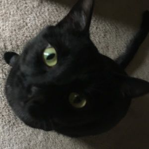 Meet your Posher, Elisha